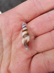 Ophiodermella inermis