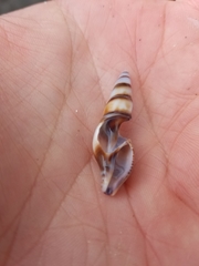 Ophiodermella inermis