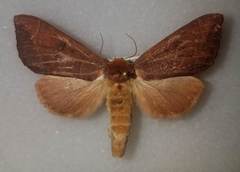 Datana ranaeceps