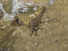 Euhadenoecus puteanus