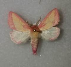 Hyparpax aurora