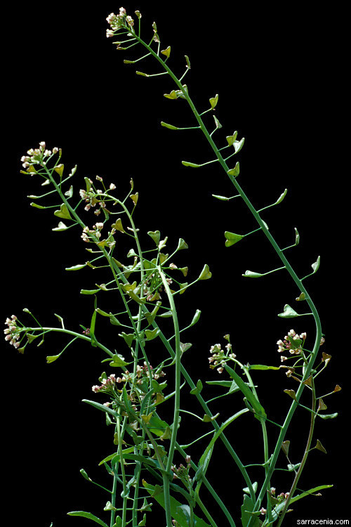 Shepherd S Purse Capsella Bursa-pastoris , Medicinal Herb Stock Vector -  Illustration of capsella, flower: 89756205