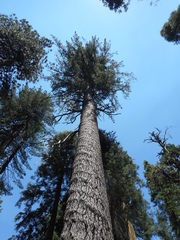 Pinus lambertiana