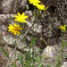 Thrift Mock Goldenweed - Photo (c) Andrey Zharkikh, some rights reserved (CC BY)