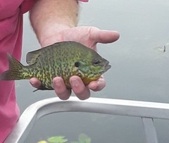 Lepomis gibbosus × macrochirus