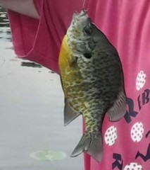 Lepomis gibbosus × macrochirus