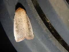 Leucania pseudargyria