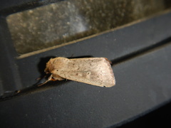 Leucania pseudargyria