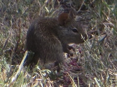 Arvicanthis niloticus