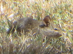 Arvicanthis niloticus