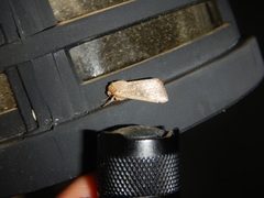 Leucania pseudargyria