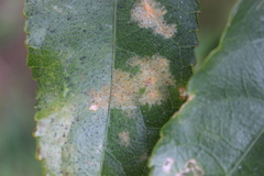 Cephaleuros lagerheimii