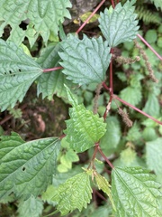 Lecanthus peduncularis