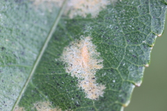 Cephaleuros lagerheimii