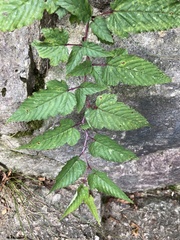 Rubus croceacanthus
