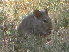 Arvicanthis niloticus