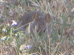 Arvicanthis niloticus