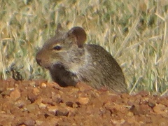 Arvicanthis niloticus