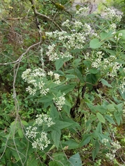 Eupatorium godfreyanum