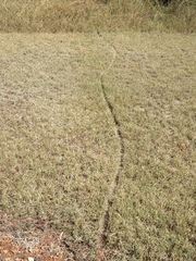 Arvicanthis niloticus