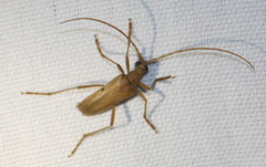 Centrodera