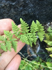 Cystopteris laurentiana