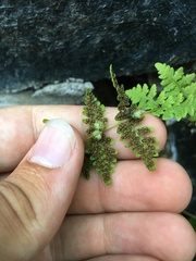 Cystopteris laurentiana