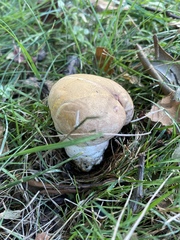 Calvatia rubroflava