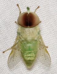 Chlorotabanus crepuscularis