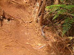 Phoboscincus garnieri