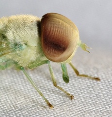 Chlorotabanus crepuscularis