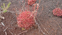Drosera neocaledonica