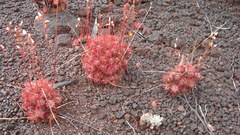 Drosera neocaledonica