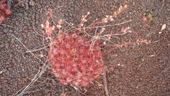 Drosera neocaledonica