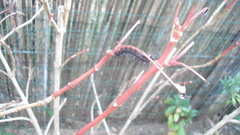 Doleschallia bisaltide denisi