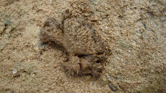Pilumnus