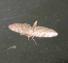 Eupithecia virgaureata