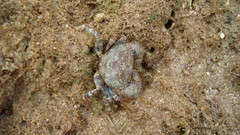 Eriphia scabricula