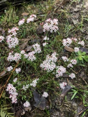 Leionema hillebrandii