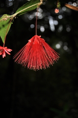 Calliandra brenesii