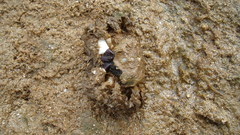 Pilumnus
