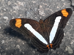 Adelpha basiloides