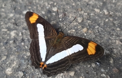 Adelpha basiloides
