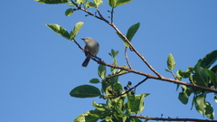 Gerygone flavolateralis flavolateralis