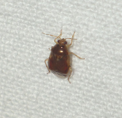 Deraeocoris lutescens
