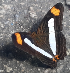 Adelpha basiloides
