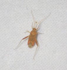 Phytocoris meridionalis