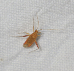 Phytocoris meridionalis