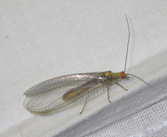 Nothochrysa fulviceps