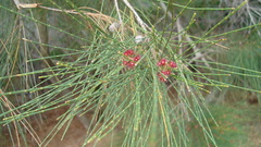Casuarina collina